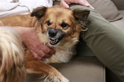  To help address the growling habit, the veterinarian may occasionally suggest behavioral therapy or other therapies