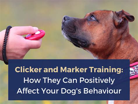  To help with timing, dog trainers use a marker word or a clicker