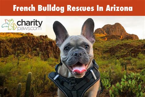  To help you, we have created a list of some of the best French Bulldog rescues in Arizona where you can find your new pup