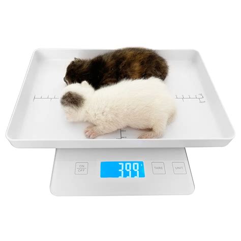  To keep track of their weight effectively, consider using a digital scale designed for pets or consult with your veterinarian