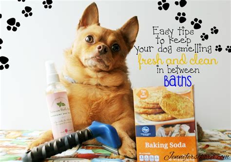  To keep your pet child clean and smelling fresh every day, here are general care tips that you can do