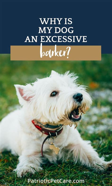  To keep your pet from becoming an excessive barker, ignore attention-seeking behavior, avoid what triggers you can, provide stimulation, train them properly, and see your vet if you think your dog might be experiencing pain or discomfort