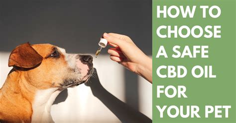  To learn more about pet safety and CBD, click here