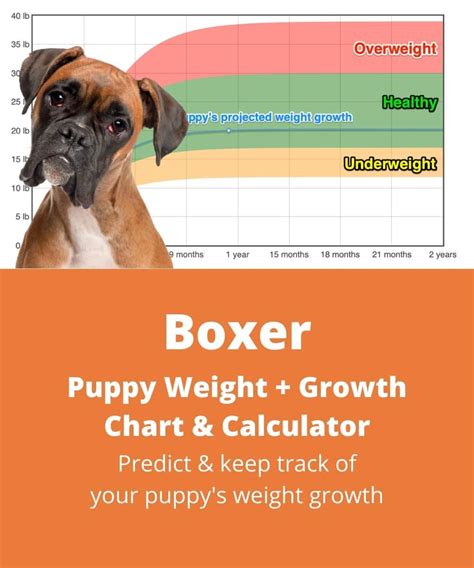  To make it easier for you to answer these questions, we have described the Boxer growth chart in this article