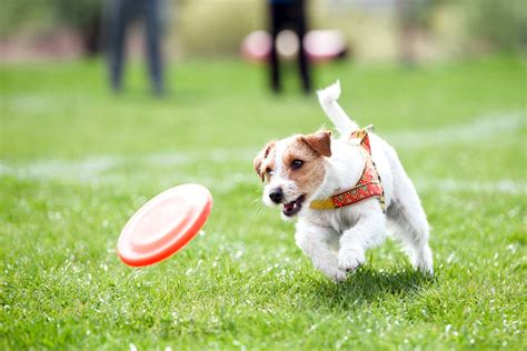  To play this game, all you need is a Frisbee, ball, or any toy that you can throw so your dog can chase it and bring it back