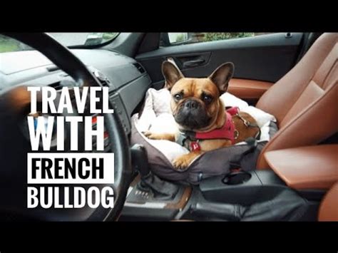  To prevent diarrhea in your Frenchie while traveling, it is best to introduce your French Bulldog or puppy to travel at a young age