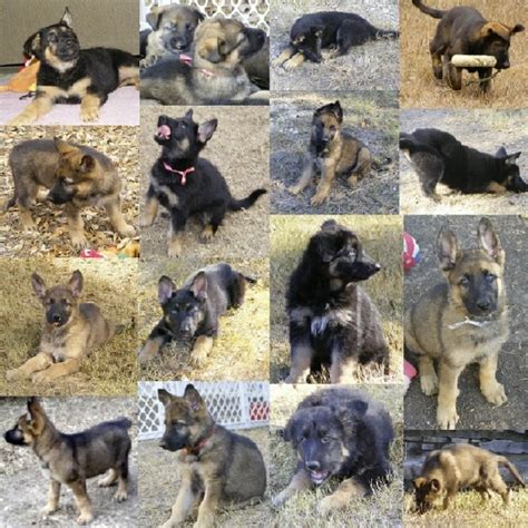  To put down a deposit for a puppy from an upcoming litter, call German Shepherd Man on his cell: Eastern Time before 8pm please