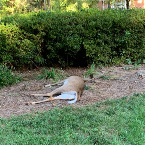  To report a deceased deer for removal, please contact the Non-Emergency Police Dispatch line at 