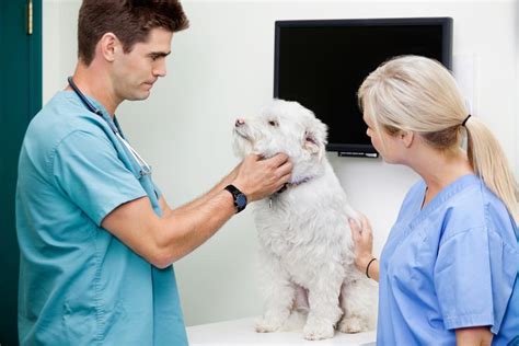  To review, the first thing you should do is consult with your veterinarian if this is going to be a regular experience