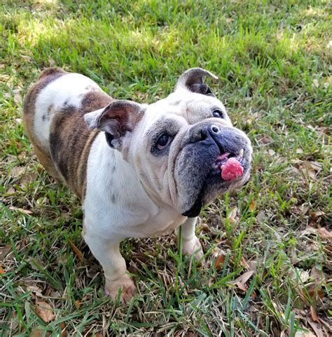  To see more adoptable English Bulldogs in Jacksonville, Florida, use the search tool below to enter specific criteria! Buy Now love that bulldog Love that bulldog has beautiful english bulldog babies