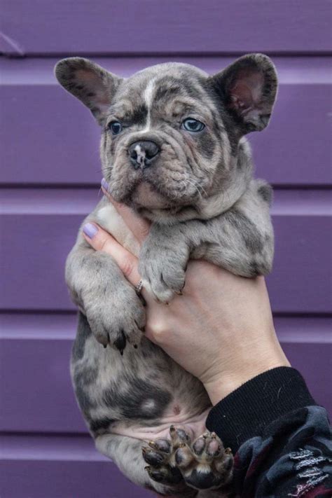  To some, this price may seem ridiculous, but to others, this unique pup is worth every penny