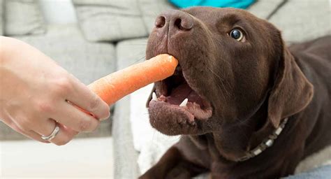  To support heart health in French Bulldogs, you can use raw carrots or a carrot or beet-based dog food