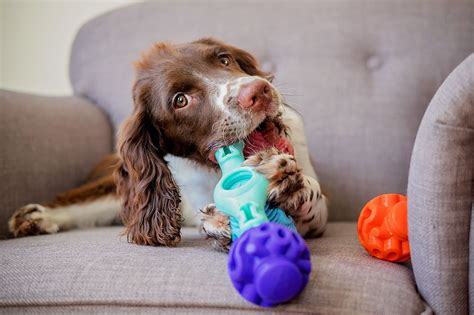  To take care of your pup, make sure you give them plenty of exercises or engage in interactive playtime with him every day