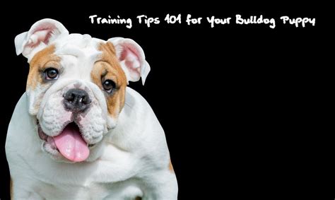  To teach your Bulldog to listen to you, see English Bulldog Training