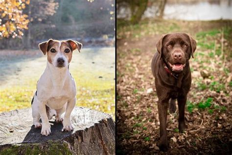  To understand this crossbreed better, we must look at the history of the Jack Russell Terrier and the Labrador Retriever