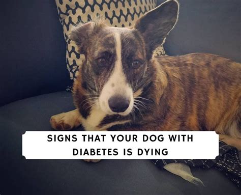  To understand whether your dog is suffering from diabetes or not, consider checking out for signs below