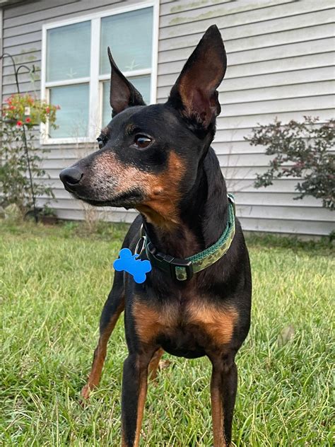  Toby Roby: 10 years old, 15 pounds, Miniature Pinscher This senior is a perfect match for a mature household that wants to pamper a little dog