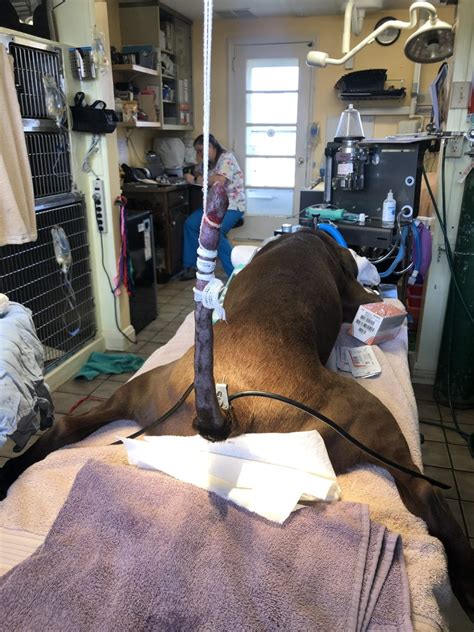  Today, tail docking is widely viewed as an outdated procedure, and most veterinarians will only perform a surgical tail amputation if it is medically necessary