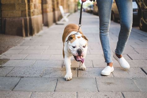  Today, the bulldog is known as one of the most gentle, kid-friendly dogs in the world