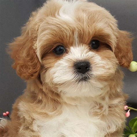  Today, we have requests for our Puppies from all over the country