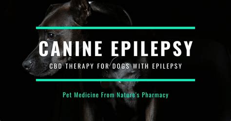  Tolerability studies in healthy dogs and dogs with epilepsy have demonstrated that CBD was safe and well tolerated with only mild to moderate adverse effects