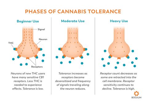  Tolerance and disposition of THC in man