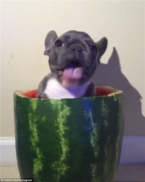  Tom Thumb: The little dog looks delighted to be sat inside the giant watermelon Happy camper: He happily wears novelty hats, which attract many likes on Instagram Read more: