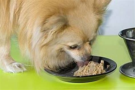  Too much protein is too much calorie for the dog and may result in too much weight