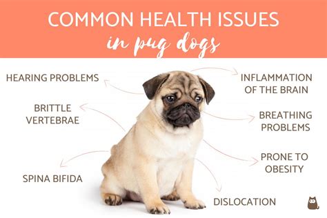  Top 10 Pug Dog Eating Problems - A roundup of the most common eating-related issues seen with this breed and exact steps to resolve them