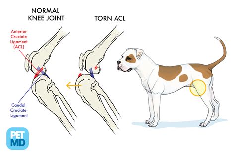  Torn ligaments: Ligament damage will occur after your English Bulldog twists and jumps