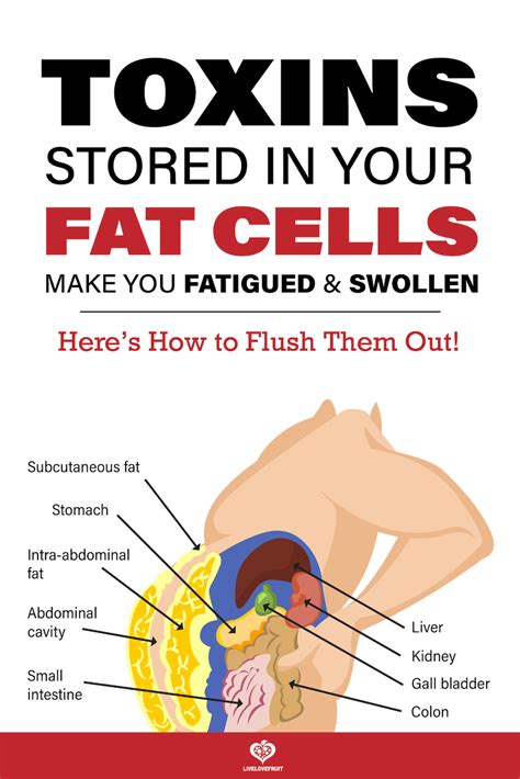  Toxins are mostly stored inside fat cells, making exercise an essential component for detoxing