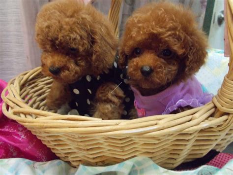  Toy Poodle Breeder Sell out! Adults and puppies! They are very outgoing,friendly, inquisitive and well socialised