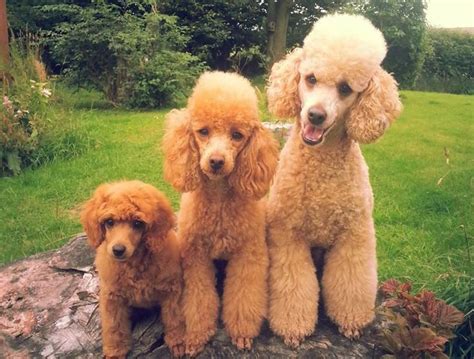  Toy Poodles Toy Poodles almost double their weight by this age