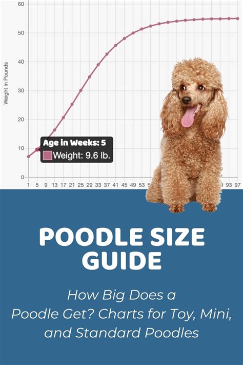  Toy Poodles tend to weigh under 10 pounds, miniatures fall between pounds, and the standard is large at pounds