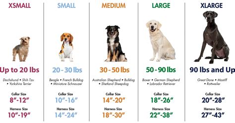  Toy dog breeds actually need more calories per pound than larger breeds due to their higher metabolic rates