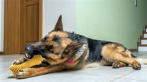  Toys German Shepherds are full of energy, which means they have to be surrounded by things that can exhaust their excess vitality, such as a range of chew toys, tug toys, and puzzle toys