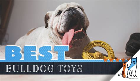  Toys When it comes to Bulldog toys you cannot go wrong with a Kong brand toy