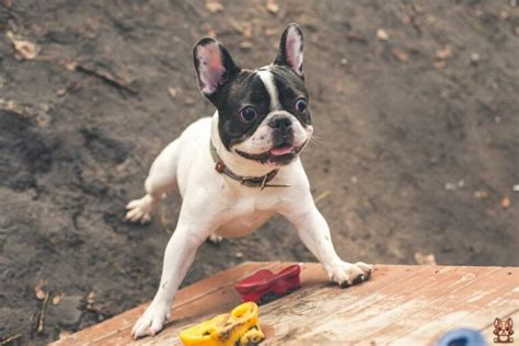  Trainers believe French bulldogs understand commands but are moody and will respond as they feel like it