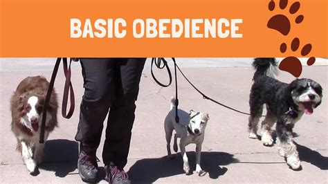  Training All breeds benefit from early socialization and basic obedience training