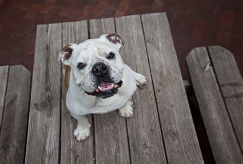  Training Bulldogs can be pretty stubborn and may require a lot of patience when training