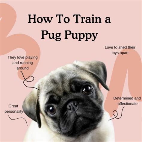  Training Pugs The pug is relatively easy to train and eager to please, especially when training treats are involved
