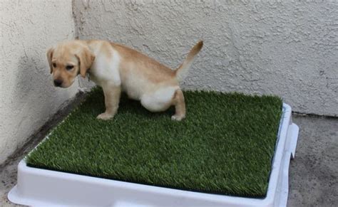  Training Puppies are taught to use a doggie door at just four weeks and are potty trained outside by five weeks of age