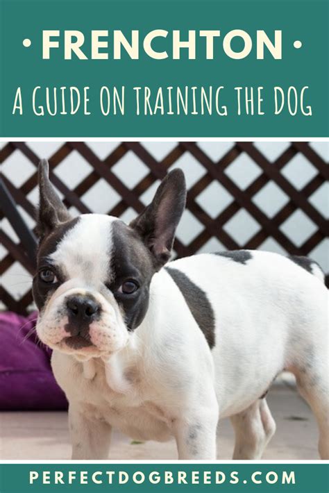  Training The Frenchton is an intelligent breed and therefore training is not difficult