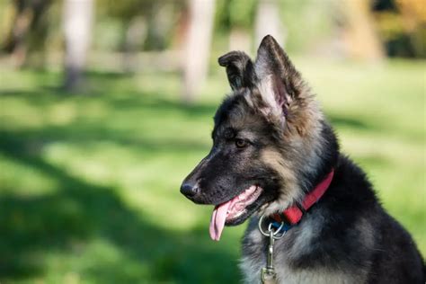  Training a 6-month-old German Shepherd puppy involves consistent positive reinforcement methods