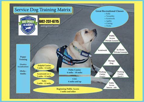  Training a service dog requires a significant investment of time and money, making the genetic health and temperament of the dog even more critical