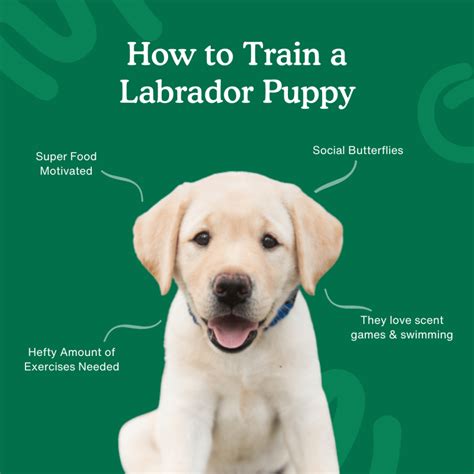  Training equipment for Lab puppy We added a couple new training tools this week