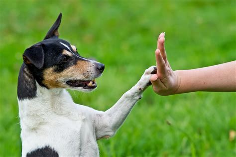  Training styles vary, but most trainers agree that dogs respond best to positive reinforcement, such as praise or treats