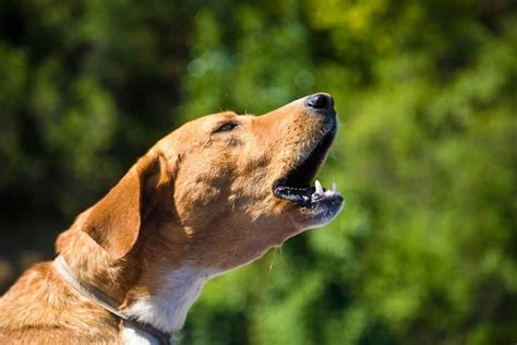  Training your dog to stop barking early on can help curb this habit and help prevent it from becoming a nuisance