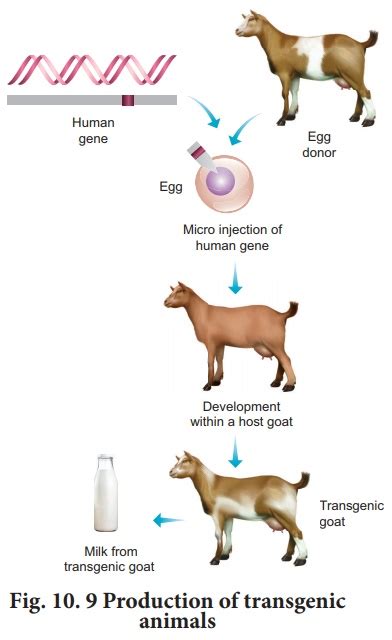  Transgenic animals applications and examples