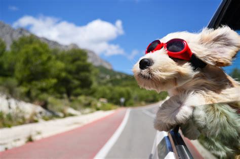  Travel arrangements will soon be made, and your pup may even be flown to you! Simple as that! How does Uptown Puppies view transparency when it comes to breeding puppies? How do I know that my puppy will be healthy? They check their eyes and ears, respiratory and gastrointestinal systems, mouth and teeth, as well as skin and fur
